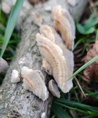 Trametes