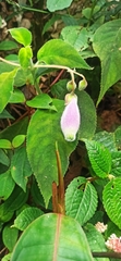 Kohleria affinis