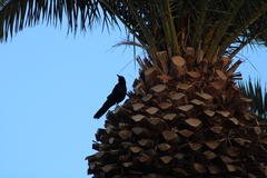 Quiscalus mexicanus