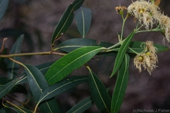 Eucalyptus curtisii
