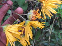Munnozia senecionidis