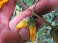 Munnozia senecionidis