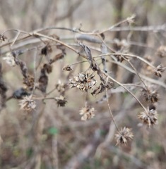 Verbesina alternifolia