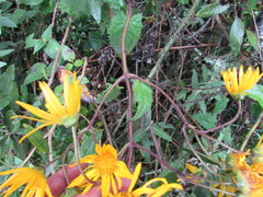 Munnozia senecionidis