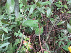 Munnozia senecionidis