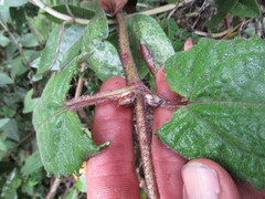 Munnozia senecionidis