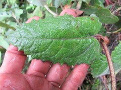 Munnozia senecionidis