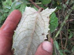Munnozia senecionidis