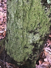 Bacidia schweinitzii