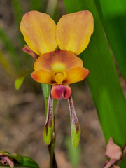 Diuris