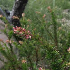Glischrocaryon monospermum