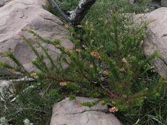 Glischrocaryon monospermum