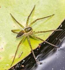 Dolomedes facetus