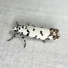 Ethmia postica
