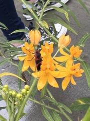 Oncopeltus fasciatus