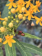 Oncopeltus fasciatus