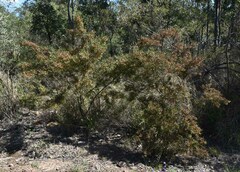 Dodonaea heteromorpha