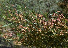 Dodonaea heteromorpha