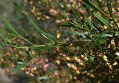 Dodonaea heteromorpha