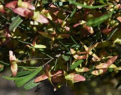 Dodonaea heteromorpha