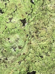 Bacidia schweinitzii