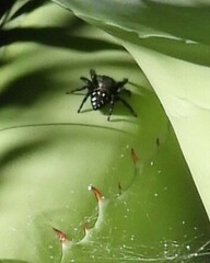 Paraphidippus basalis