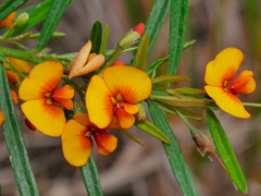Bossiaea