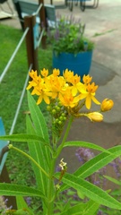 Asclepias