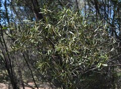 Acacia aprepta
