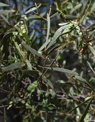 Acacia aprepta