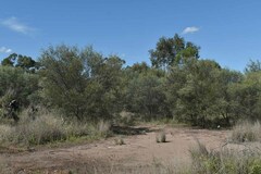 Acacia aprepta
