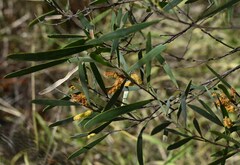 Acacia aprepta