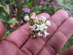 Galianthe bogotensis