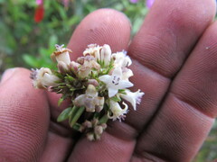 Galianthe bogotensis