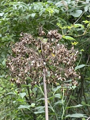 Heracleum maximum