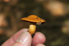 Cortinarius semisanguineus