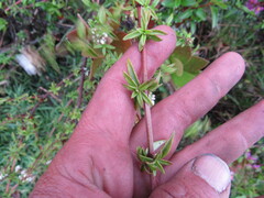 Galianthe bogotensis