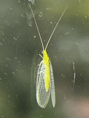 Mallada signatus