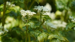 Heracleum moellendorffii