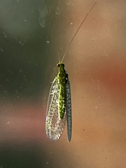 Mallada signatus