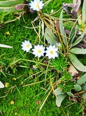 Gentiana sedifolia