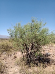 Prosopis flexuosa
