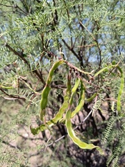 Prosopis flexuosa
