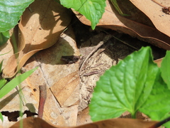 Tettigidea lateralis