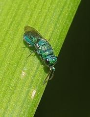 Primeuchroeus