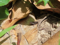 Tettigidea lateralis