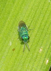 Primeuchroeus