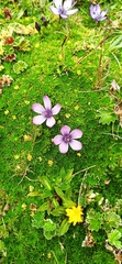 Gentianella cerastioides