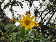 Bidens rubifolia