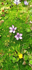 Gentianella cerastioides